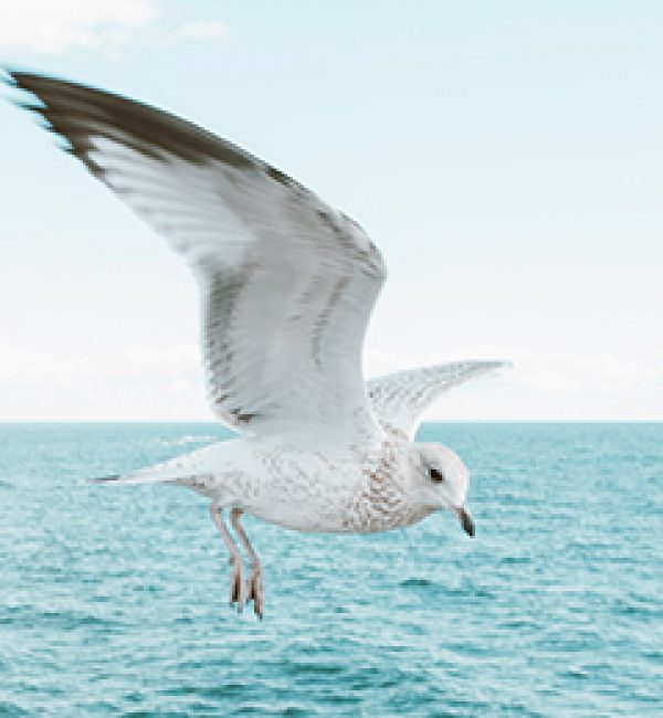 Sunrise Colors