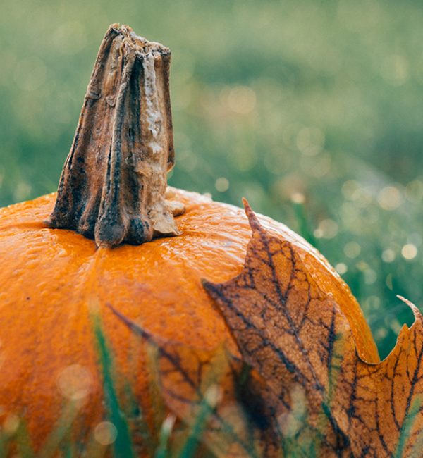 Pumpkin Season