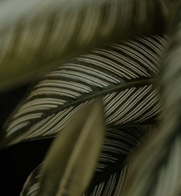 The Rise of the Jungle