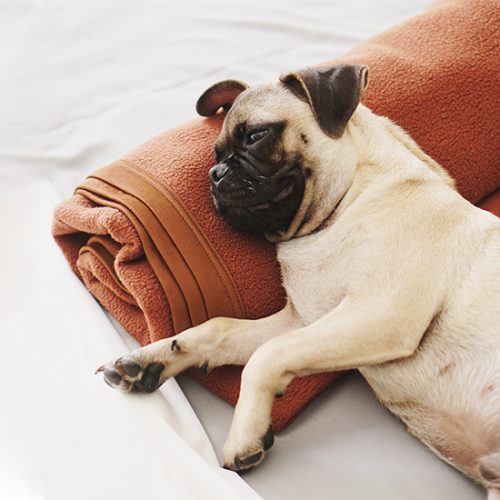 Lazy days