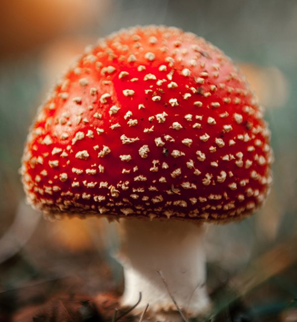 Mushroom Family