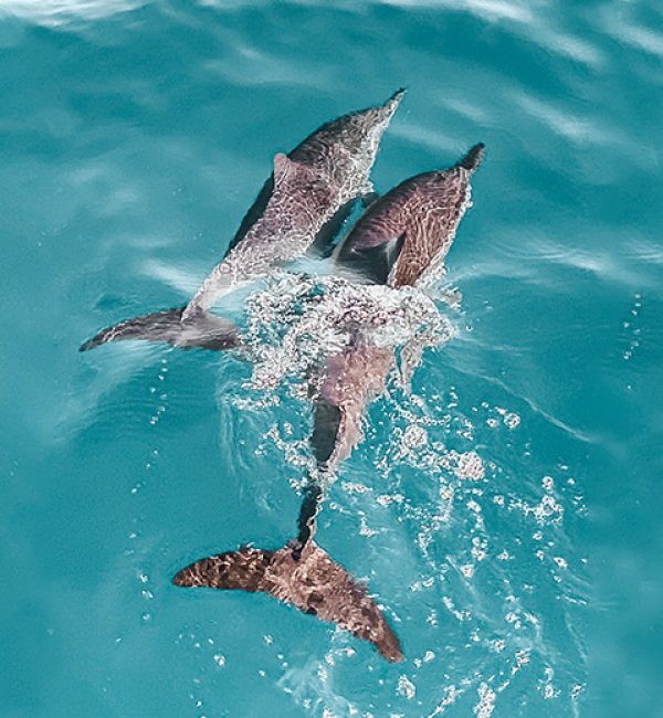 Summer Sea