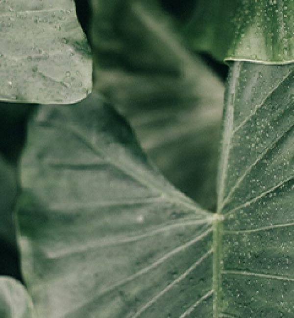 Our Green Planet