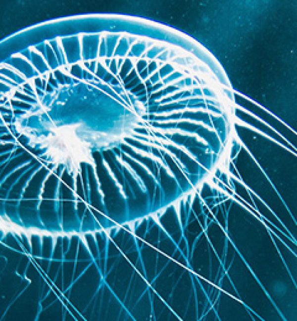 Mystery of Ocean