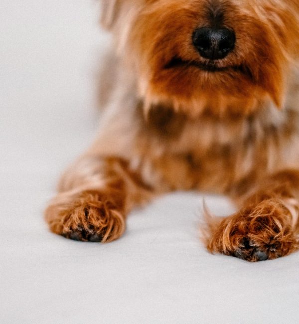 Fluffy Caramel  Dog