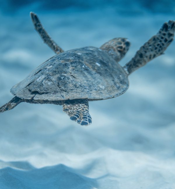 Blue Tortoise