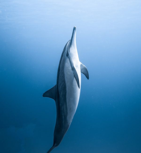 Ocean Creatures