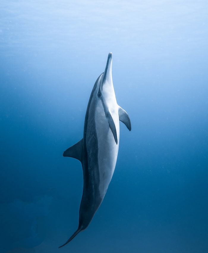 Ocean Creatures