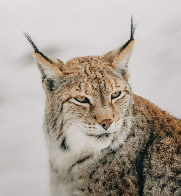 Wild Cat