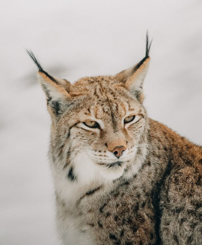 Wild Cat