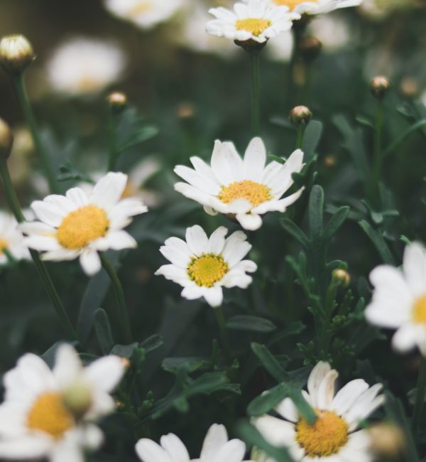 Field Flowers