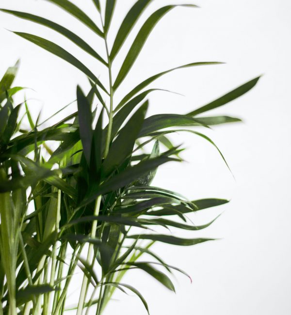 Friendly Plants