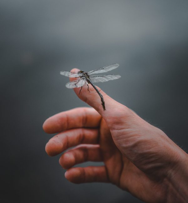 Little Dragonfly