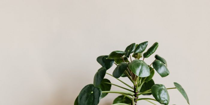Small Green Plant