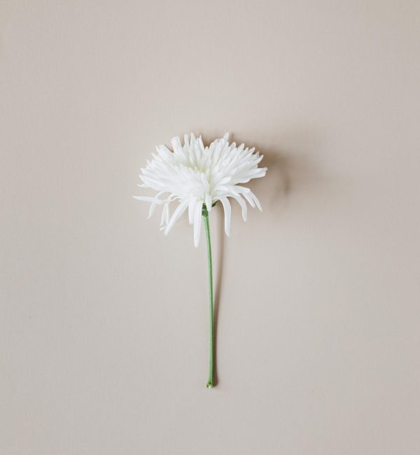 White Single Flower