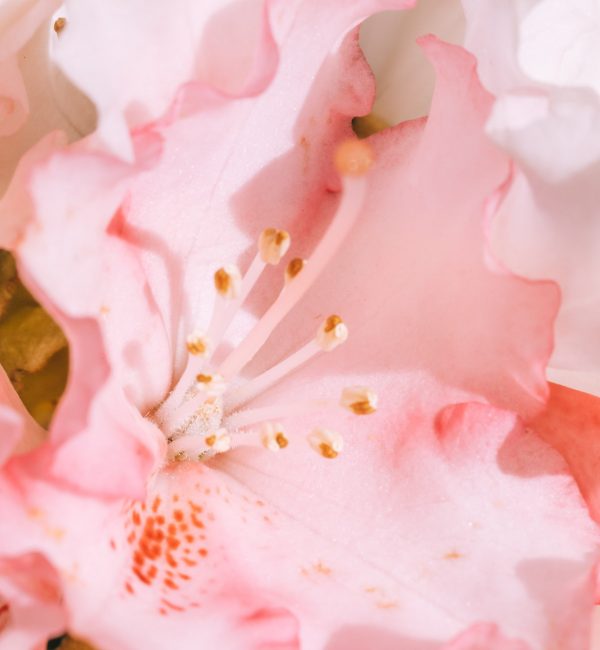Pink Flower