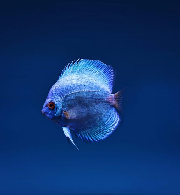 Blue Ocean Fish