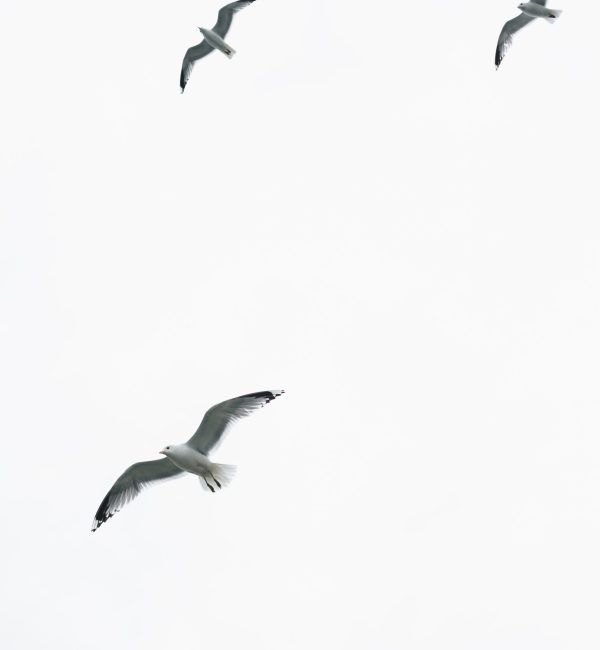 White Ocean Birds