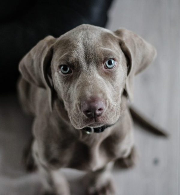 Gray Puppy