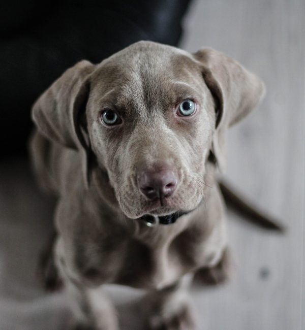 Gray Little Puppy