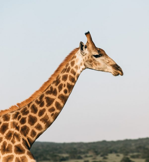 Wild Life