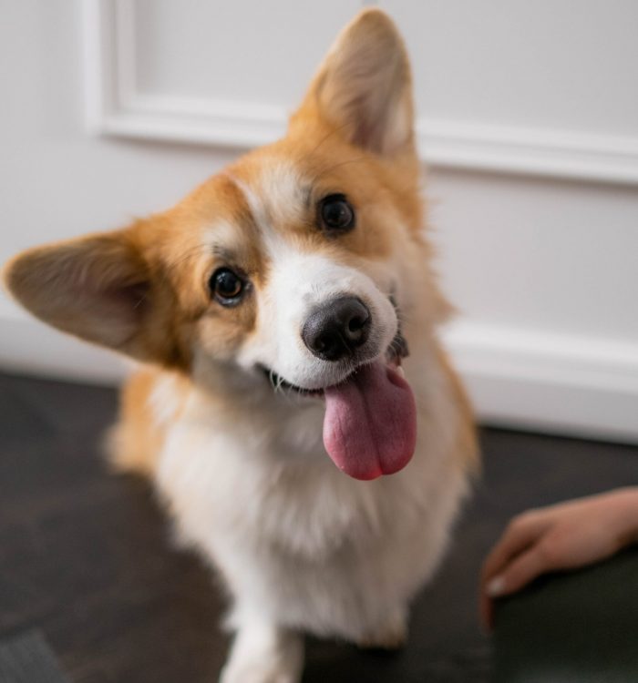 Happy Puppy