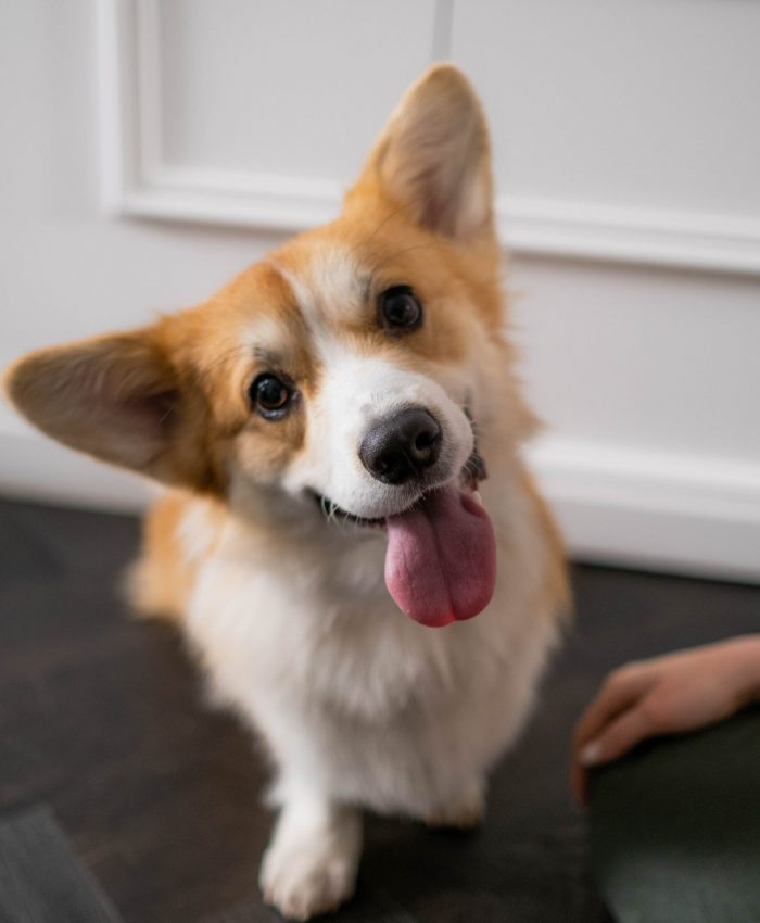 Happy Puppy