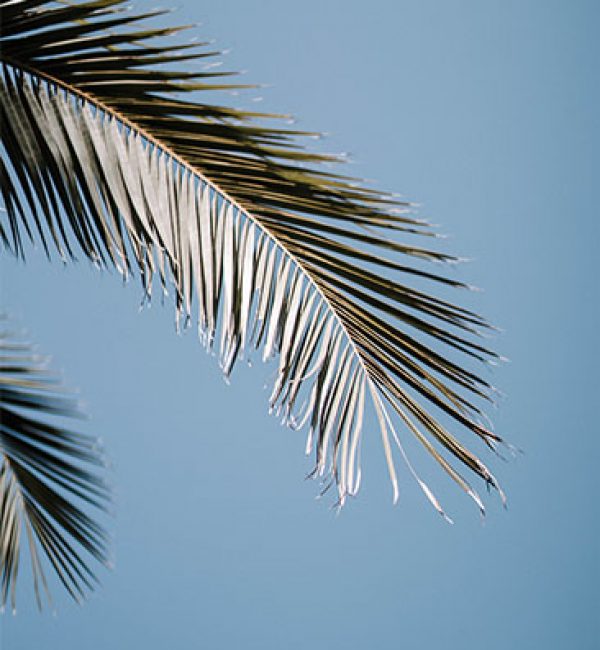 Summer Vibes
