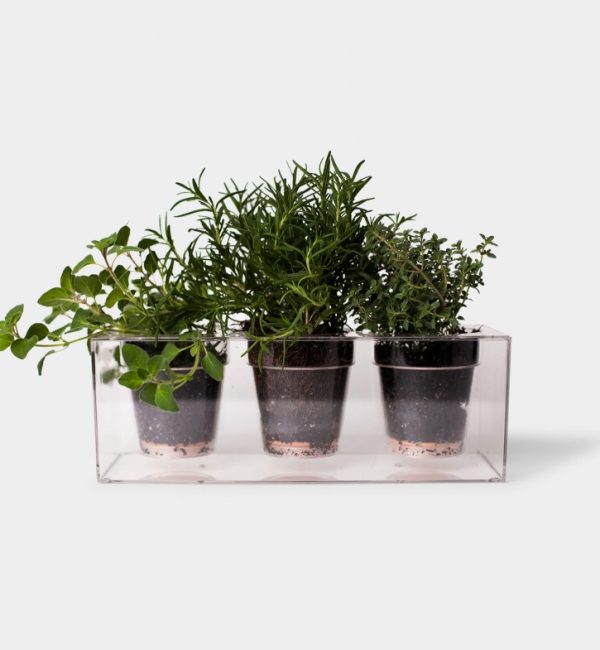 Plant’s Trio